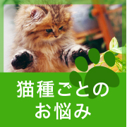 犬や猫の病気のことなら大阪市大正区の大正動物 医療センターへ
